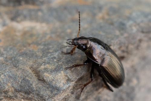 Réf. 253 305 : Amara aenea
